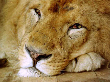 Азиатский лев